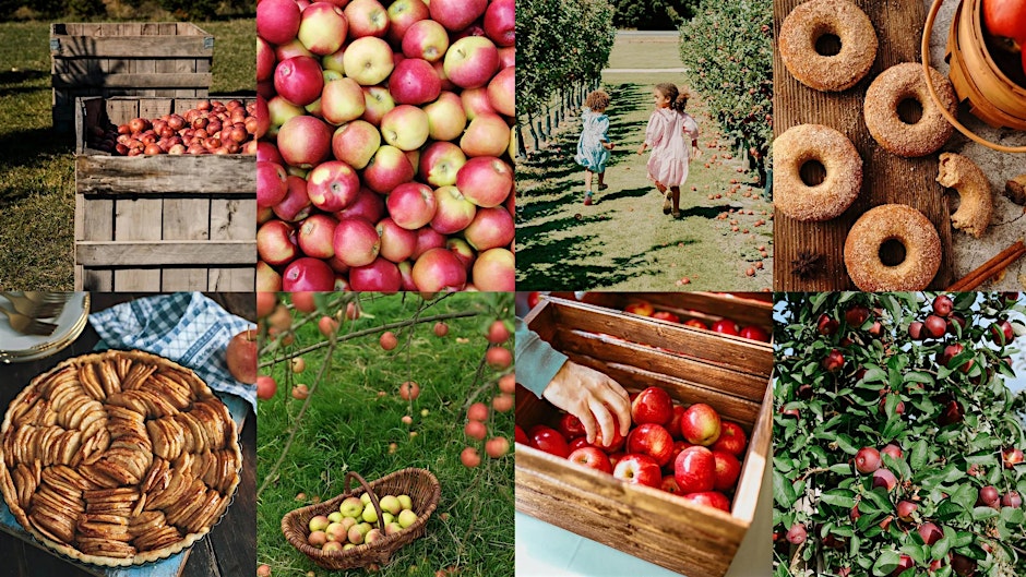 Apple picking boston
